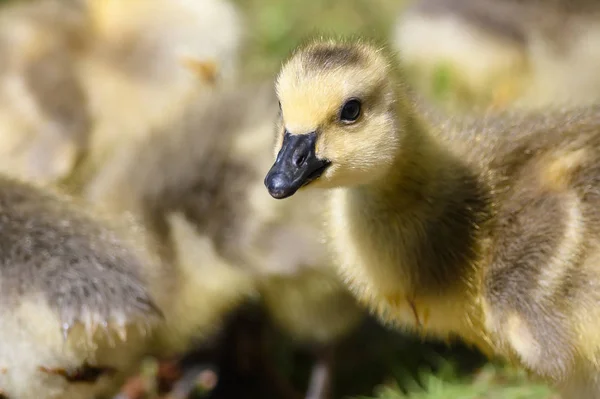 Nära Profil Bedårande Nyfödda Gosling — Stockfoto