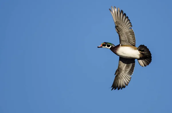 Hout Eend Vliegen Een Blauwe Lucht — Stockfoto