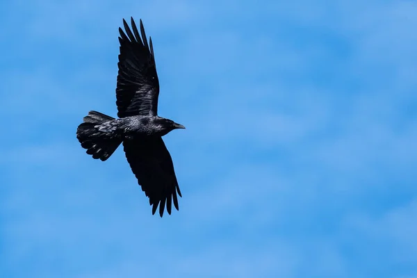 Cuervo Negro Común Volando Cielo Azul —  Fotos de Stock