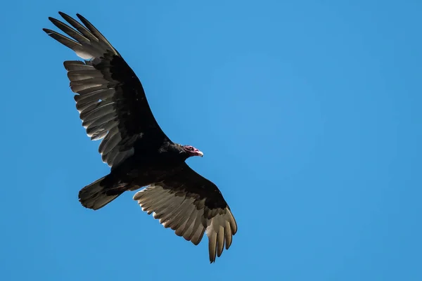 Truthahngeier Fliegt Blauem Himmel — Stockfoto