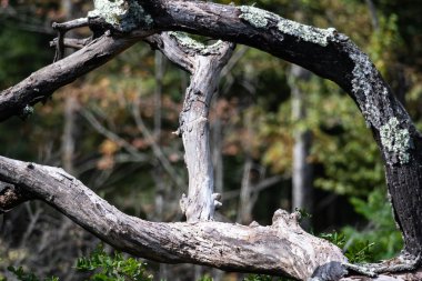 Doğa Özeti: Bir Zamanlar Kudretli Bir Ağaç Artık Yıpranmış, Kırılmış ve Atılmış