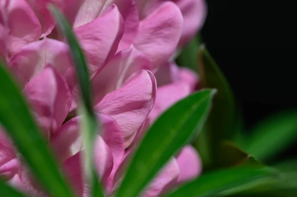 Mira Cerca Los Delicados Pétalos Flores Lupina Rosa —  Fotos de Stock