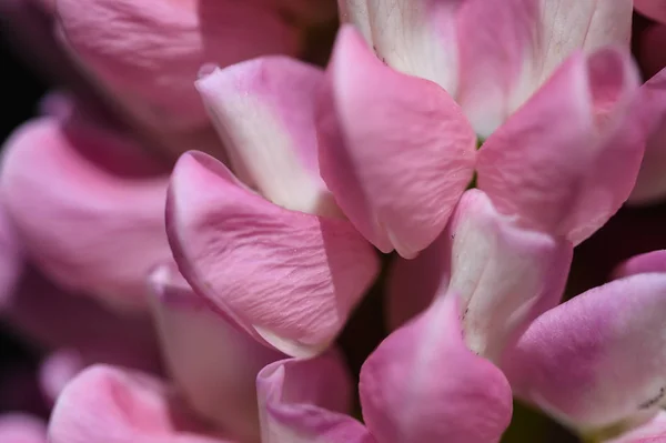 Mira Cerca Los Delicados Pétalos Flores Lupina Rosa —  Fotos de Stock
