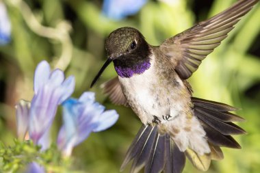 Siyah Çin Sinek Kuşu Mavi Çiçekler Arasında Nektar Arıyor