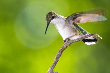 Ruby Gırtlak Sinek Kuşu İnce bir dala nazikçe tünedi