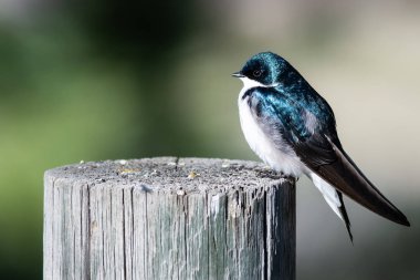 Ağaç Kırlangıcı eski bir ahşap çit direğine tünemiş.