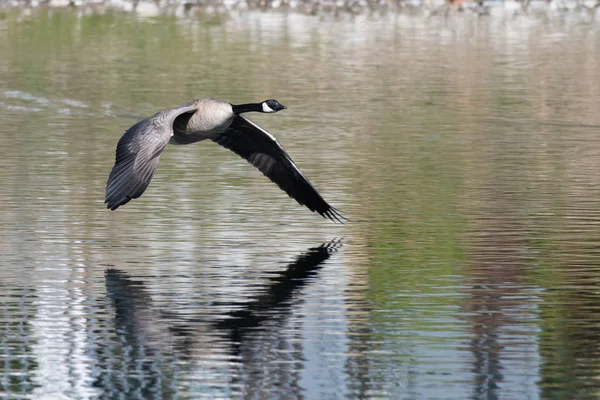 Canada Goose Letí Nízko Nad Vodou — Stock fotografie