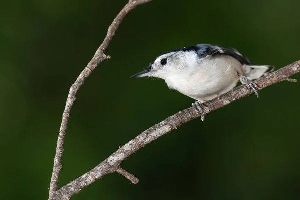 Wit Borst Nuthatch Alertly Neergestreken Een Slender Tree Branch — Stockfoto