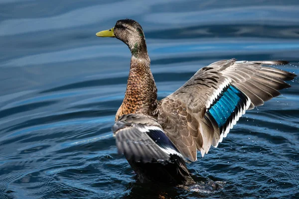 Mallard Duck Odpočívá Chladné Vodě Roztaženými Křídly — Stock fotografie