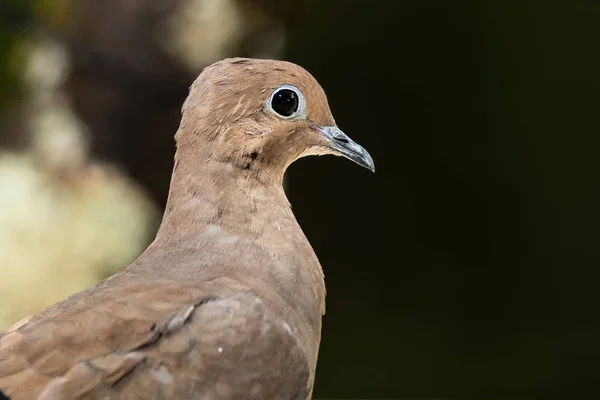 Nahaufnahme Einer Wachsamen Trauernden Taube — Stockfoto