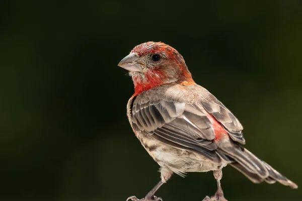 Profil Eines Männlichen Hausfinken Der Wald Hockt — Stockfoto
