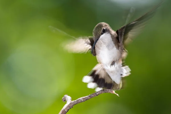 Ruby Throated Hummingbird Delicately Een Slanke Twig — Stockfoto