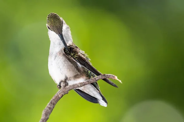 Ruby Throated Hummingbird Preening While Perched Delicately Slender Twig — Stok Foto