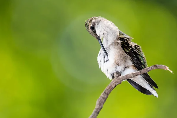 Ruby Throated Hummingbird Preening While Perched Delicately Slender Twig — Stock Photo, Image