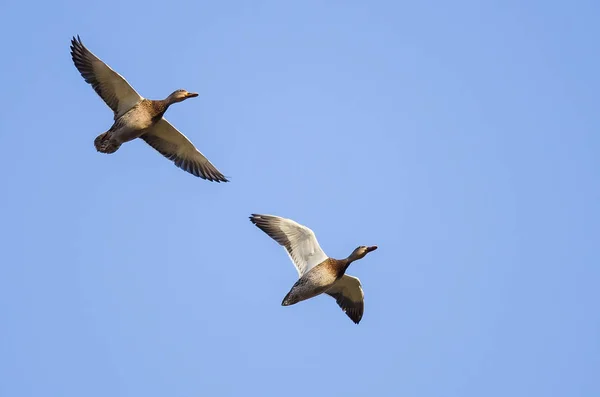 Par Patos Mallard Volando Cielo Azul — Foto de Stock