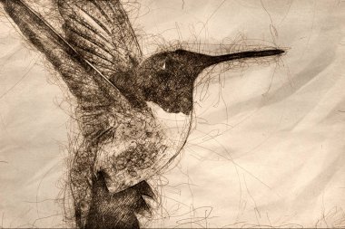 Black-chinned Hummingbird yeşil Gard nektar aranıyor
