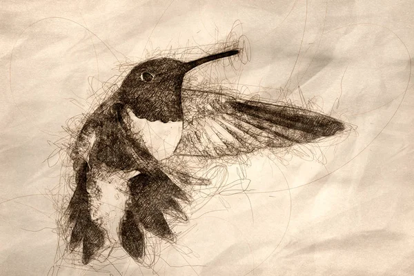 Zwart-chinned kolibrie op zoek naar nectar in de groene Gard — Stockfoto