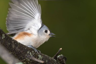 Ağaç Dalından Uçuşa Geçmek Üzere Tuked Titmouse