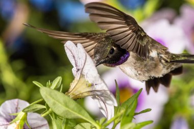 Siyah Çin Sinek Kuşu Mor Çiçekler Arasında Nektar Arıyor