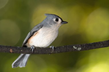 İnce bir ağaç dalına tünemiş Titmouse