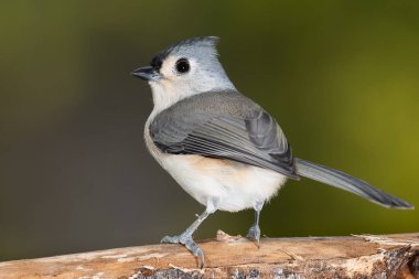 İnce bir ağaç dalına tünemiş Titmouse