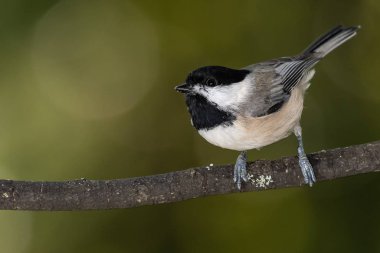 Carolina Chickadee İnce bir ağaç dalına tünedi