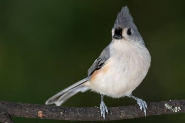 İnce bir ağaç dalına tünemiş Titmouse