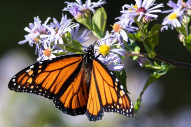 Kral kelebeği konaklayan çiçekten Nektar yudumluyor