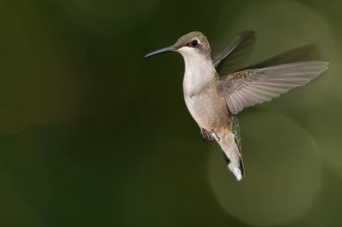 Ruby Gırtlak Sinek Kuşu Yeşil Ormanın derinliklerinde uçuyor