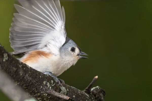 Ağaç Dalından Uçuşa Geçmek Üzere Tuked Titmouse — Stok fotoğraf