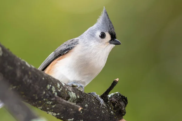 Tufted Titmouse Siedzi Smukłym Gałęzi Drzewa — Zdjęcie stockowe