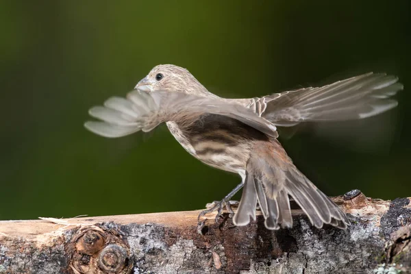 Dům Finch Chystá Let Větve Stromu — Stock fotografie