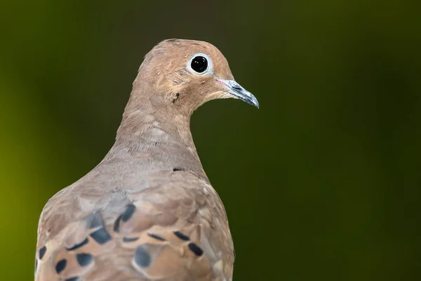 Close Profile Alert Mourning Dove — Stock Photo, Image