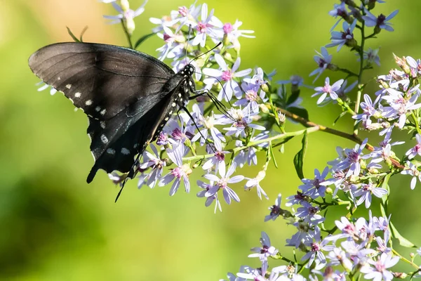 Spicebush Cola Golondrina Mariposa Sorbiendo Néctar Acomodaticia Flor —  Fotos de Stock