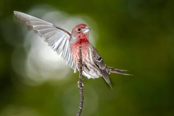 House Finch Sur Point Prendre Avion Partir Une Branche Arbre — Photo