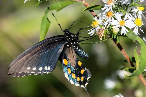 Spicebush Swallowtail Papillon Sirotant Nectar Fleur Accommodante — Photo