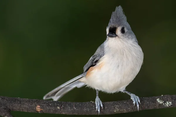 Tufted Titmouse Perched Slender Tree Branch — Stock Photo, Image
