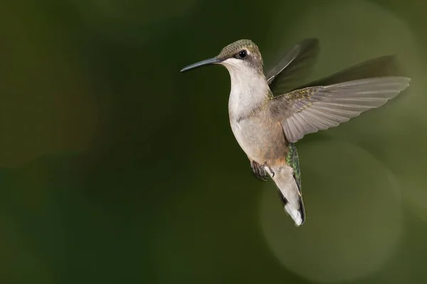 Ruby Throated Hummingbird Svävar Flyget Djupt Den Gröna Skogen — Stockfoto