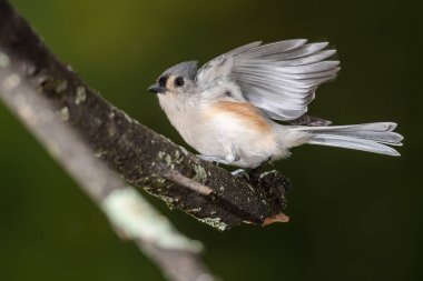 Ağaç Dalından Uçuşa Geçmek Üzere Tuked Titmouse