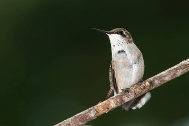 Ruby Gırtlak Sinek Kuşu İnce bir ağaç dalına nazikçe tünedi