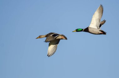Bir çift Mallard Ördeği Mavi Gökte Uçuyor