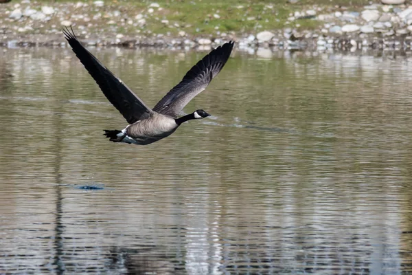 Canada Goose Vliegen Laag Het Water — Stockfoto