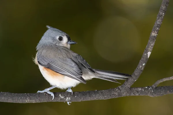 Tufted Titmouse Siedzi Smukłym Gałęzi Drzewa — Zdjęcie stockowe