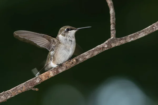 Ruby Throated Hummingbird Empoleirado Delicadamente Ramo Árvore Esbelta — Fotografia de Stock