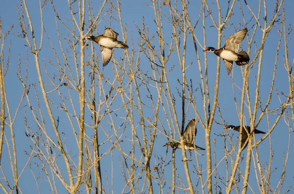 Schwarm Waldenten Fliegt Tief Über Die Herbstbäume — Stockfoto