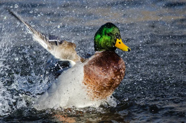 Anatra Reale Che Gioca Schizza Nell Acqua Fresca Rinfrescante — Foto Stock