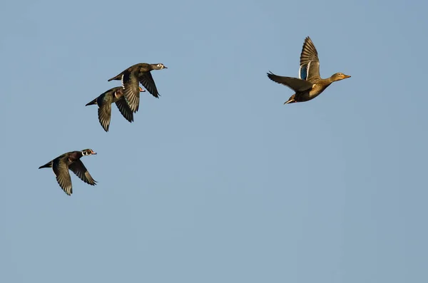 Mallard Duck Lidera Pequeño Grupo Patos Madera Mientras Vuelan Cielo — Foto de Stock