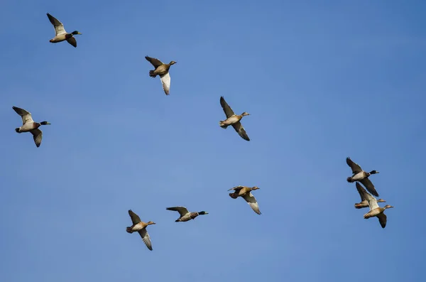 Σμήνος Από Πάπιες Mallard Που Πετούν Ένα Μπλε Ουρανό — Φωτογραφία Αρχείου