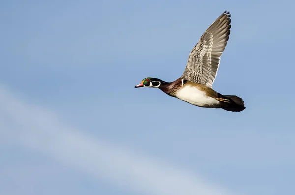 Canard Bois Volant Dans Ciel Bleu — Photo