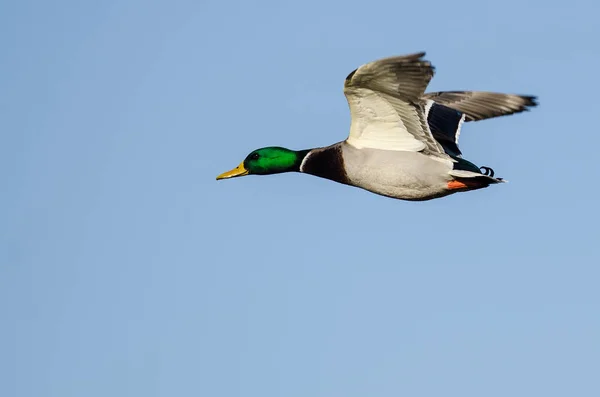 Anatra Reale Che Vola Cielo Blu — Foto Stock